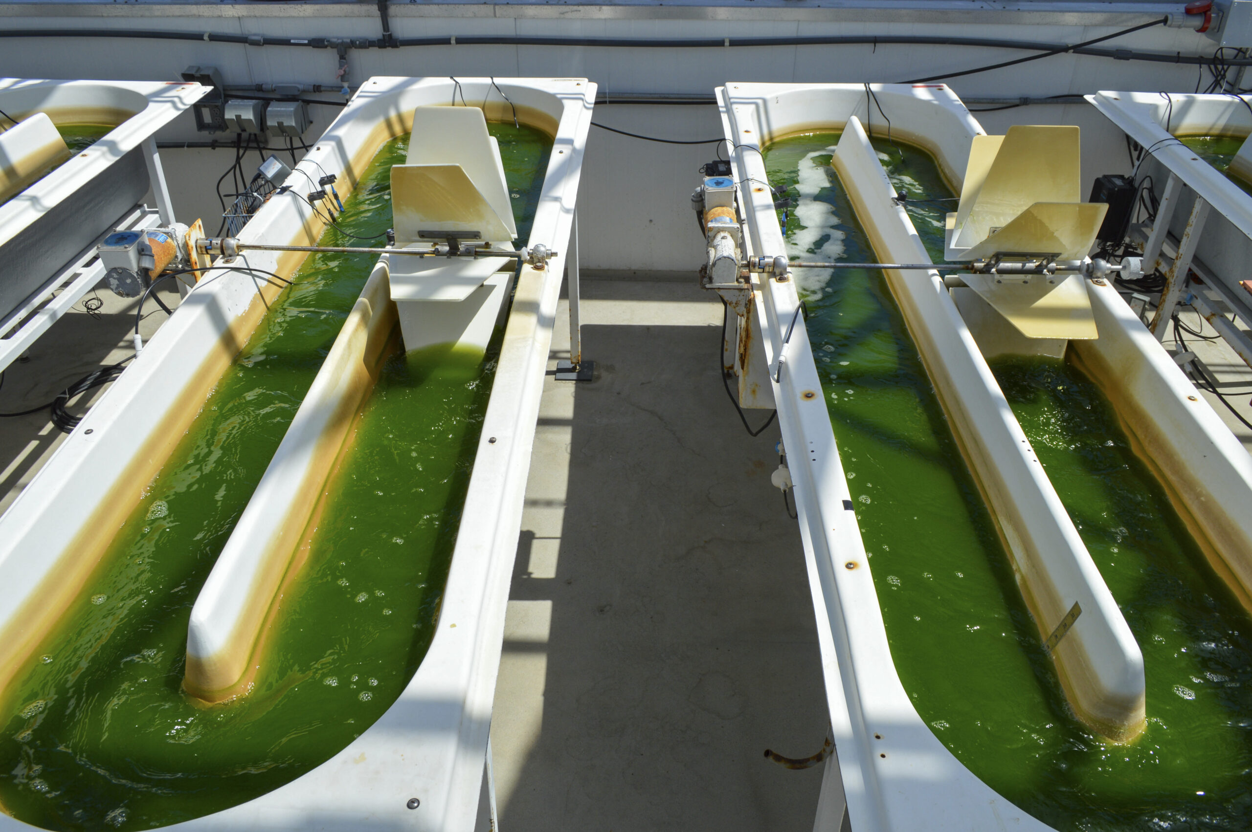 Aceite de algas producido por Viridos para SAF
