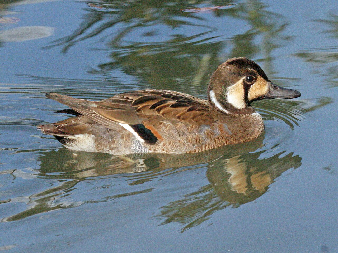 De Dick Daniels (http://theworldbirds.org/) - Trabajo propio, CC BY-SA 3.0, https://commons.wikimedia.org/w/index.php?curid=11157853