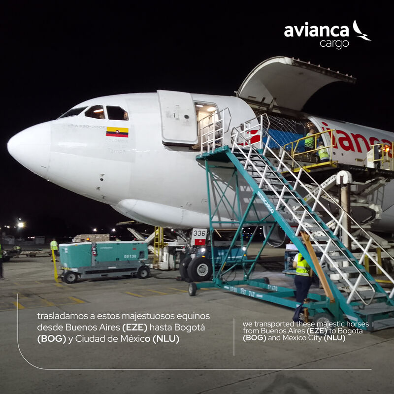 Avianca Cargo. caballos