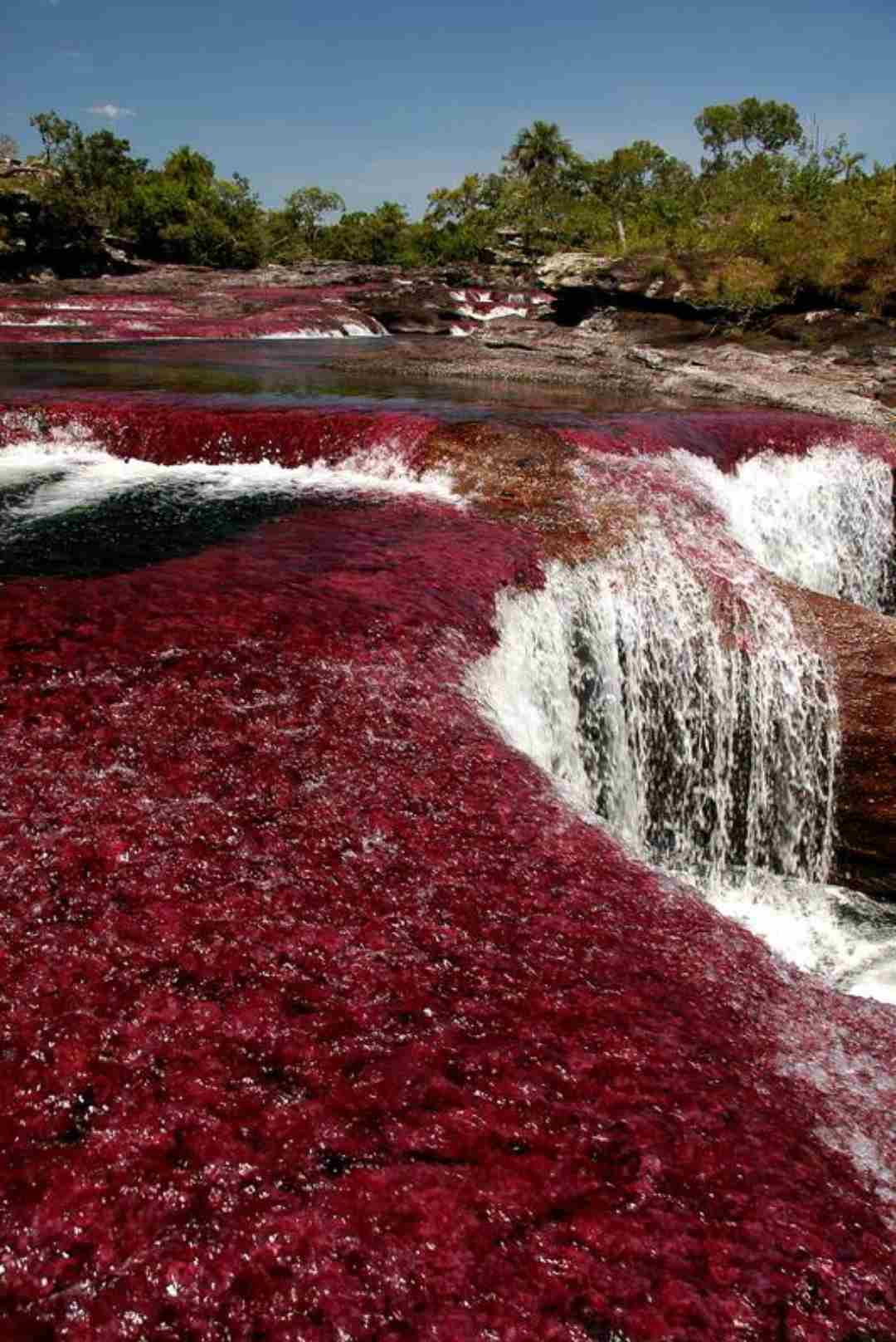 Caño Cristales, Revista viajes y aventura. Imagen Alvaro Gaviria Gallo